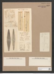 Frustulia rhomboides (Ehr.) De-Toni (de-Toni-Nr.: Genus 19, Species 1159) Zeichnungen Sammlung Grunow Nr. 2258 (NHMW-BOT-W0369363)